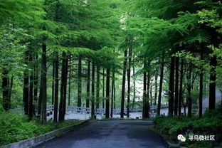 為尋烏點贊 我縣全面推行林長制，筑牢綠色生態屏障